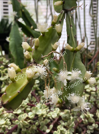 R. agudoensis flowers